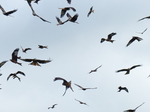 FZ022730 Red kites (Milvus milvus).jpg